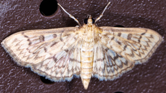 Herpetogramma pertextalis