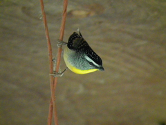 Pardalotus punctatus