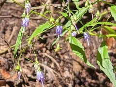 Campanula divaricata