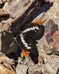 Limenitis lorquini