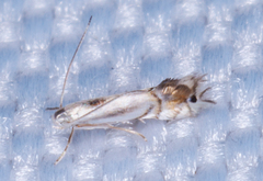 Phyllocnistis vitifoliella