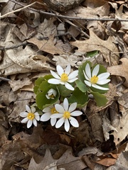 Sanguinaria canadensis