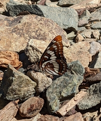 Limenitis lorquini