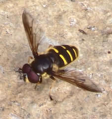 Sericomyia chalcopyga