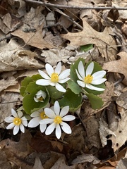 Sanguinaria canadensis