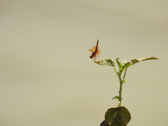 Brachythemis contaminata