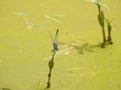 Diplacodes trivialis