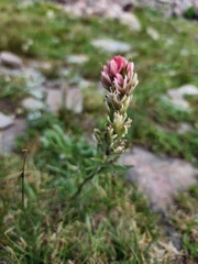 Castilleja parviflora