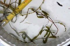 Potamogeton alpinus