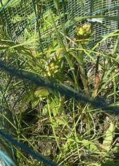 Platanthera leucophaea