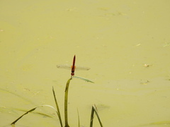 Crocothemis servilia