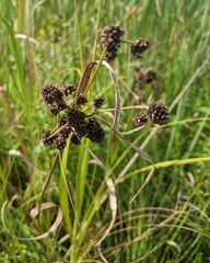 Scirpus atrovirens