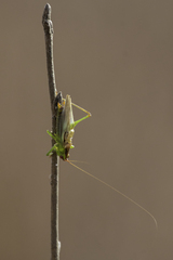 Orchelimum silvaticum