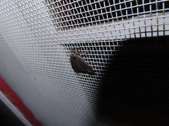 Noctuoidea