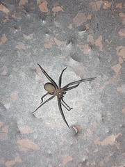 Loxosceles reclusa