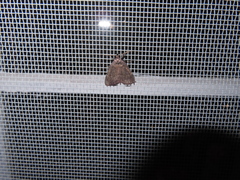 Noctuoidea