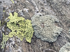 Lecanoromycetes