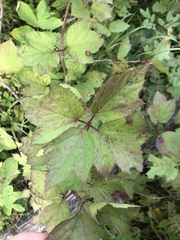 Viburnum edule