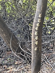 Rhynchonycteris naso