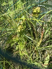 Platanthera leucophaea