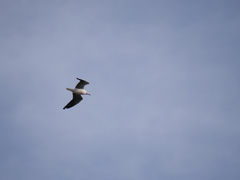 Chroicocephalus cirrocephalus