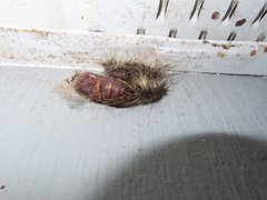Lymantria dispar
