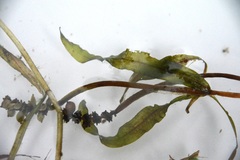 Potamogeton alpinus