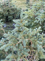 Picea pungens