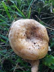 Lactarius psammicola