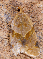 Clepsis peritana