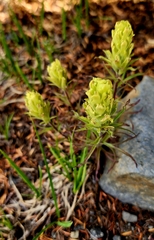 Castilleja arachnoidea