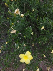 Haplophyton crooksii