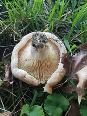 Lactarius psammicola