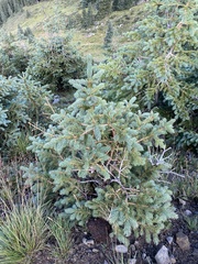 Picea pungens