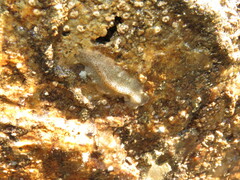 Enchiridium punctatum