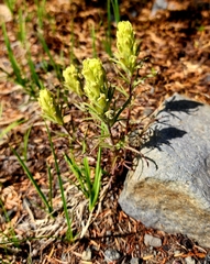 Castilleja arachnoidea