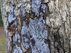 Biscogniauxia atropunctata