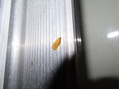 Sparganothis sulfureana