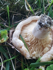 Lactarius psammicola