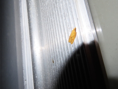 Sparganothis sulfureana