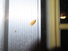 Sparganothis sulfureana