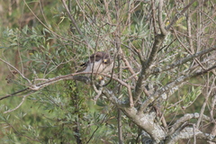 Rupornis magnirostris