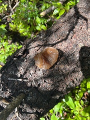Auricularia auricula-judae