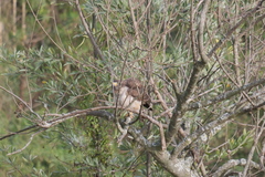 Rupornis magnirostris