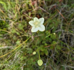 Parnassia glauca