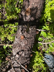 Auricularia auricula-judae