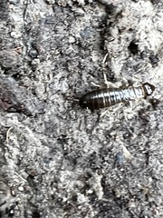 Forficula auricularia