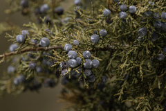 Juniperus occidentalis