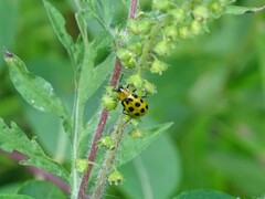 Diabrotica undecimpunctata