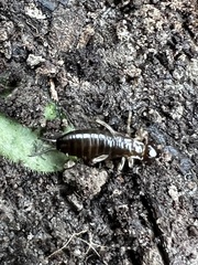 Forficula auricularia